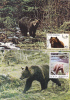 Bears Ours,1985-95 CM,maxicard,cartes Maximum,2X - Romania. - Beren