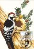 Maximum Card,"Dendrocopos Medius",Maxicard BIRD Woodpecker 1989, Nice, ROMANIA. - Pics & Grimpeurs