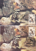 Maximum Card,CM,2X ,1994-95,"UPUPA EPOPS", Bird Grimpeur, Nice, ROMANIA. - Spechten En Klimvogels