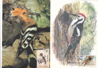 UPUPA EPOPS" ,"Dendrocopos Medius",bird Grimpeur,woodpecker,CM,maxicard,cartes Maximum 2X ,1985-94,nice, ROMANIA. - Spechten En Klimvogels