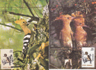 UPUPA EPOPS" ,bird Grimpeur,CM,maxicard,cartes Maximum 2X ,1994-95,nice, ROMANIA. - Pics & Grimpeurs