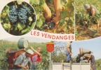 Les Vendanges En Languedoc,Roussillon,héra Ult,vin,vignes,blason,agr Iculteurs,paysans,vendang Eurs,porteurs,mètiers - Languedoc-Roussillon