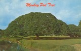 USA – United States – Hawaiian Monkey Pod Tree, Hawaii Unused Postcard [P4616] - Other & Unclassified