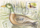 Birds J. Audubon,1985,MC,maxicard – Carte Maximum, Romania. - Cygnes