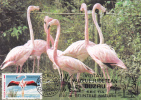 Bird "Phoenicopterus Ruber" 1989,CM,maxicard,cartes Maximum - Romania. - Cigognes & échassiers