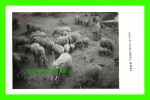 ELEPHANTS - PICTURES TAKEN FROM TREETOPS ZOO,  NYERI, KENYA - PHOTO G.A. MASON SMITH - - Elefantes