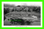 ELEPHANTS - PICTURES TAKEN FROM TREETOPS ZOO,  NYERI, KENYA - PHOTO G.A. MASON SMITH - - Elefantes