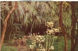 USA – United States – Fern Grotto, Island Of Kauai,  Unused Postcard [P4702] - Kauai