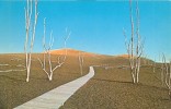 USA – United States – Desolation Boardwalk, Hawaii, Unused Postcard [P4719] - Other & Unclassified