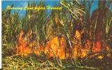 USA – United States – Harvesting Sugar Cane, Hawaii, Unused Postcard [P4720] - Otros & Sin Clasificación