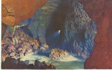 USA – United States – Sea Lion Cave, Oregon Coast, Unused Postcard [P4732] - Other & Unclassified