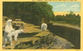 USA – United States – Cageless Polar Bear Pit In Forest Park, St. Louis, Mo, 1953 Used Linen Postcard [P4768] - St Louis – Missouri