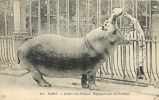 Animaux  Réf AN-79 : Paris : Jardin Des Plantes : Hippopotame Du Sénégal - Hipopótamos