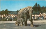 USA – United States – Portland Zoological Gardens, Elephant Packy And His Mother Belle, Unused Postcard [P4832] - Elefanten