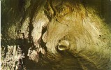 USA – United States – Thurston Lava Tube, Hawaii, Unused Postcard [P4874] - Other & Unclassified