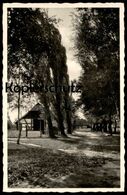 ALTE POSTKARTE ZINGST BISMARCKSTRASSE 1940 Bei Barth Ribnitz-Damgarten Prerow Allee Alley Bauernhaus Farm House Cpa AK - Zingst