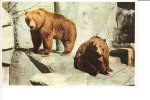 Ours Zoo De Copenhagen - Bears