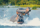 HIPPOPOTAMES Cp Edit Hoa Qui - Hippopotamuses