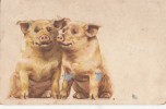 B27294 Cochons Pigs - Schweine