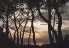 Cp , CONTRE LA LUMIÈRE , Coucher De Soleil à Travers Les Pins - Contre La Lumière