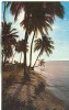 Puerto Rico – Tropical Scene In Beautiful Puerto Rico – 1964 Used Postcard [P4992] - Puerto Rico