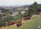 AUVERGNE  Paturages Sur Les Plateaux  Au Fond BESSE - Besse Et Saint Anastaise