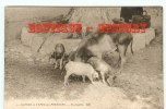 COCHON - Famille De Cochons Dans Les Pyrenées - Pig - Dos Scané - Schweine