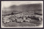 United Kingdom PPC Scotland By Hill And Stream In Bonnie Scotland Sheep KYLEAKIN Skye 1961 Echt Real Photo Véritable - Ross & Cromarty