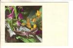 GOOD ESTONIA POSTCARD 1974 - Butterfly & Flowers - Insectos