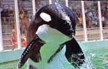 17833    Stati Uniti,     Florida,  Hugo  Takes  To The Air At  Miami"s Fabulous  Seaquarium,  VG  1977 - Miami