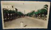 ALMERIA.Entrée Du Parc.Palmiers.Cpsm,neuve,be,vieille Voiture - Almería