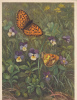 B27566 Papilons Fritillary Switzerland Not Used Perfect Shaped - Vlinders