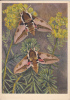 B27568 Papilons Spurge Hawk Switzerland Not Used Perfect Shaped - Vlinders