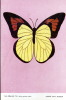 FARFALLA GIALLA BUTTERFLY 1980 - Papillons