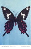 FARFALLA ROSSA E NERA BUTTERFLY 1980 - Papillons