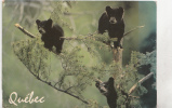 ZS5272 Animaux  Ours Black Bear Cubs At Play Canada Used  Perfect Shaped - Bears