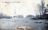 17989     Belgio,     Bruxelles,  Les  Moutons  Dans  Le  Parc  De  Laeken,  VG  1907 - Parks, Gärten