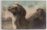 Camel With Glass Eyes - Chameau Avec Les Yeux En Verre - Kamel Mit Glasaugen - Unclassified