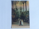 ALGER - Jardin D'Essai, Allée Des Yuccas. - Algiers