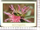 L'ERISTELE, L'EPHIPPIGER, Le ZYGENE Et L' ANTHICUS  - MICROPOLIS  -  Carte Avec Volets - Insekten