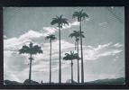 RB 741 - Early Postcard - Royal Palms In The Queen's Park Savannah - Port-of-Spain  - Trinidad - Britsh West Indies - Trinidad