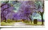 (890) Very Old Australia Postcard - Farm Park - Brisbane