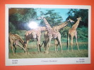 Giraffe Non Viaggiata - Jirafas