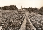 Gironde - St Emilion Vue Sur Le Vignole Les Vignes , Ed Photo De L'europe - Saint-Emilion