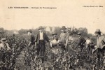 69 VILLIE-MORGON - Les Vendanges - Groupe De Vendangeurs - Villie Morgon