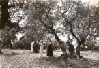 En Provence , La Cueillette Des Olives - Provence-Alpes-Côte D'Azur