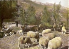Chant Pastoral Troupeau De Moutons Dans Un Paysage Alpestre Et Le Berger - Sonstige & Ohne Zuordnung