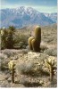 Carte Postale, Californie, Le Désert, , Cactus, Les Rocheuses - Death Valley