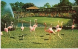 Carte Postale, Floride, Miami,flamants Roses, Parrot Jungle - Miami