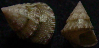 N°4182 // STRIGOSELLA LEPIDA  "Nelle-CALEDONIE" // GEM : 10,7mm  . - Seashells & Snail-shells